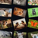Jigsaw Puzzle Collection Animals
