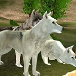 Wild Wolves Hunger Attack
